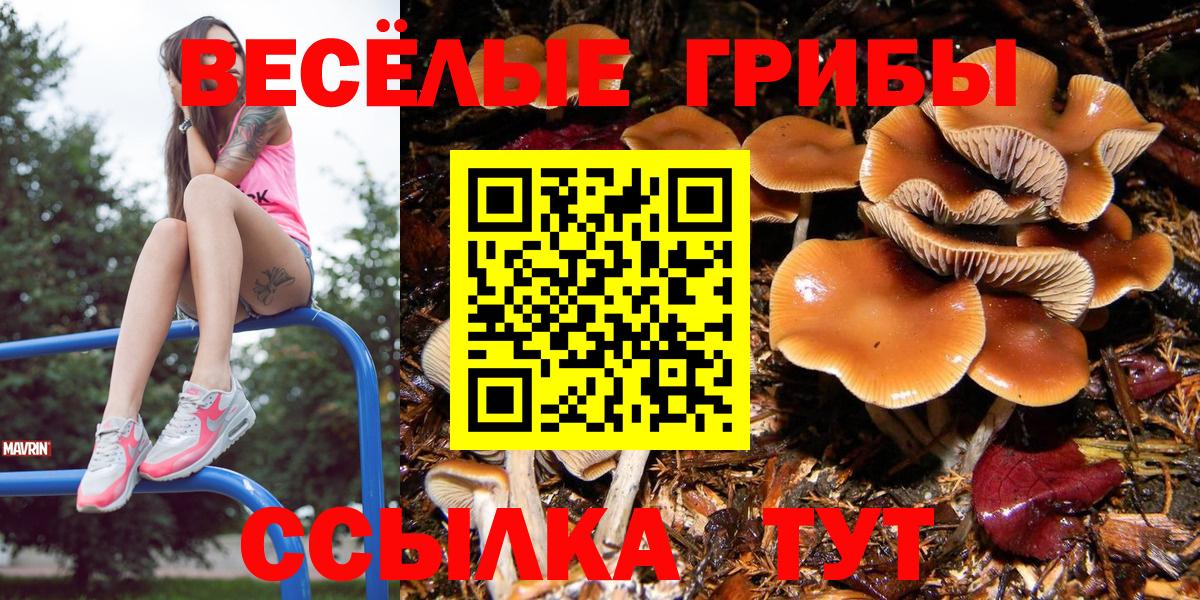 Галлюциногенные грибы Psilocybe Ногинск